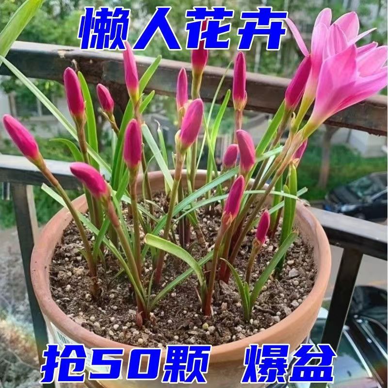 风雨兰种球清香型室内外庭院开花单瓣庭院阳台盆栽花卉植物好养活