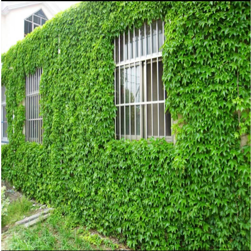 爬山虎种子四季常青爬墙