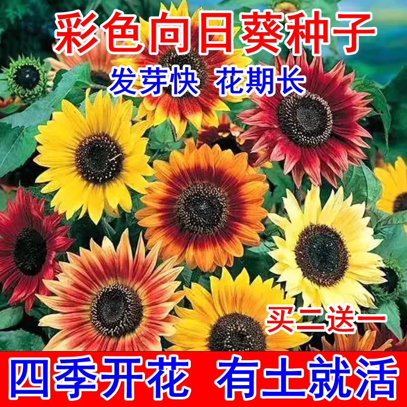 彩色向日葵种孑多头四季播种开花玩具熊种子庭院室外观赏矮葵花籽
