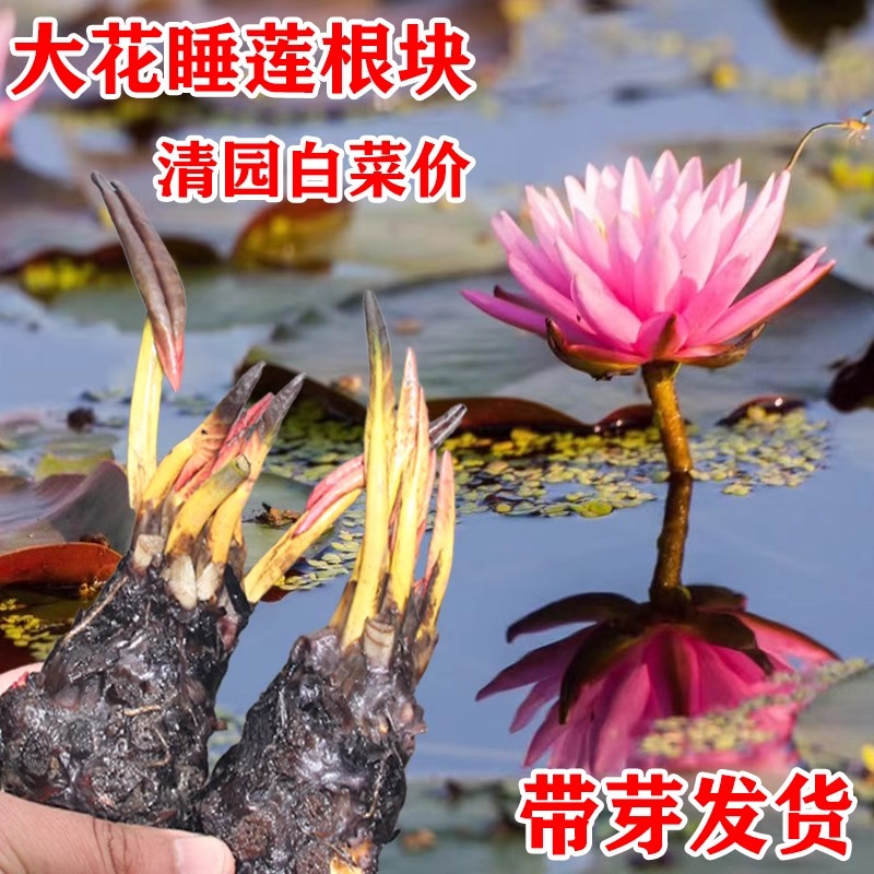 睡莲根块水培植物四季水养大型水莲花盆栽池塘耐寒观赏带花苞荷花