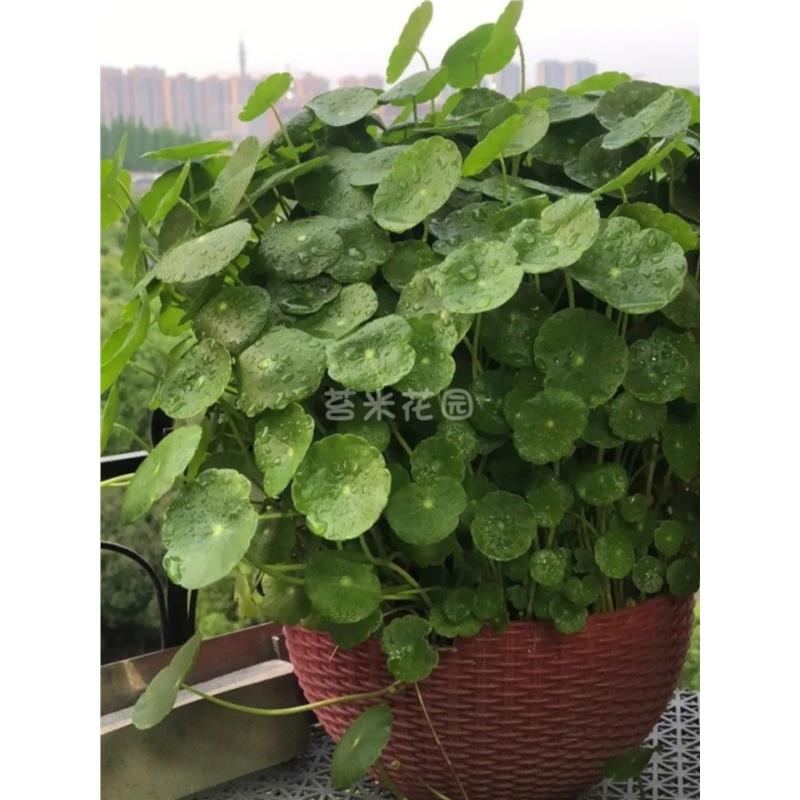 水培植物铜钱草土培办公室桌面绿植盆栽苗四季常青水养植物