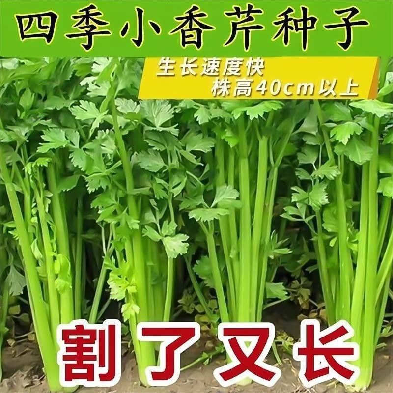 芹菜种子四季小香芹种子庭院阳台盆栽耐热农家芹菜籽蔬菜种子