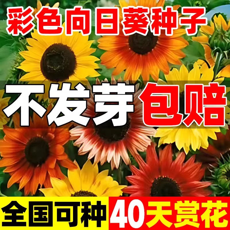 彩色向日葵种子孑多头玩具熊种子庭院室外观赏矮葵花籽四季种开花