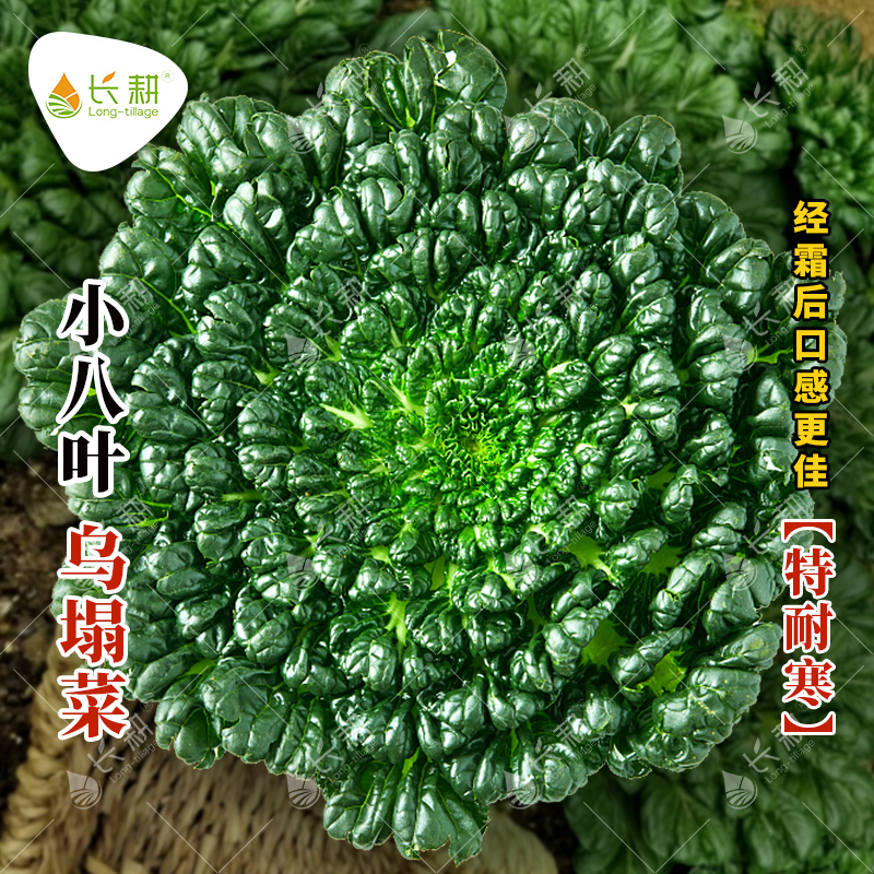 小八叶乌塌菜种孑耐寒春秋冬四季黑叶乌塔菜种子阳台盆栽蔬菜籽苗