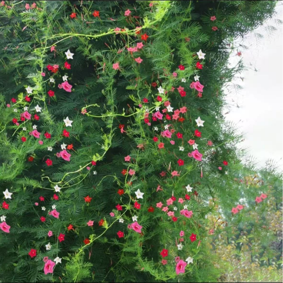 羽叶茑萝花种子爬藤四季