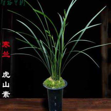 高档兰花 江西细叶寒兰带花苞 素心大叶寒兰虎山素虎啸素 直立叶