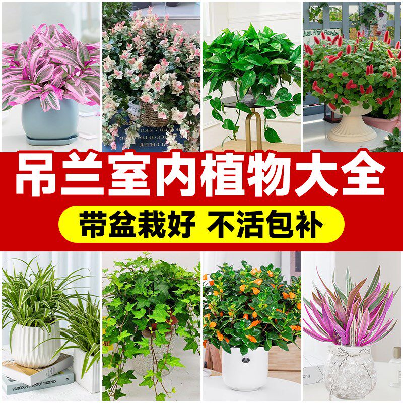 吊兰垂吊植物盆栽冬季油画金鱼吊兰室内悬挂花卉绿植常春藤吸甲醛