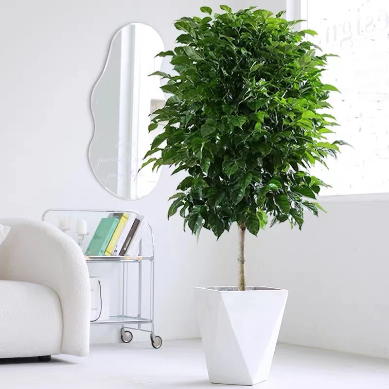 幸福树盆栽大棵特大号客厅平安树绿植绿宝植物四季常青开业乔迁