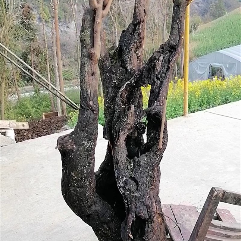 盆景金弹子熟桩.练手桩老桩母桩金单蛋子树桩挂果母桩盆景素材