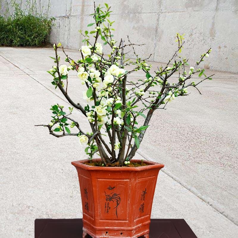 海棠花盆栽树苗盆景重瓣老桩庭院绿植物室内四季花卉开花好养易活