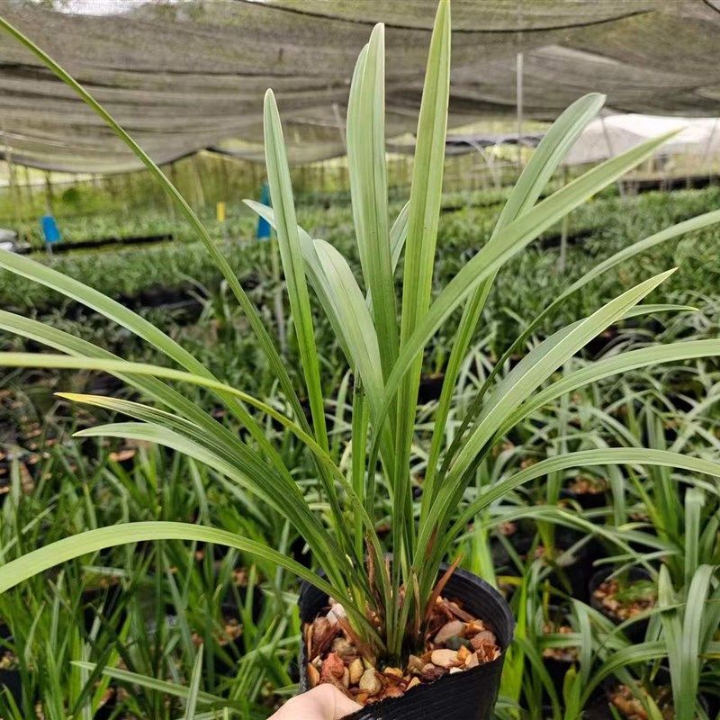建兰小桃红夏天开花夏季带花苞出售裸根发货老爸的花圃值得信赖,鲜花速递/花卉仿真/绿植园艺,国兰/杂交兰/洋兰类,淘宝优惠券,粉丝福利购,淘宝优惠卷