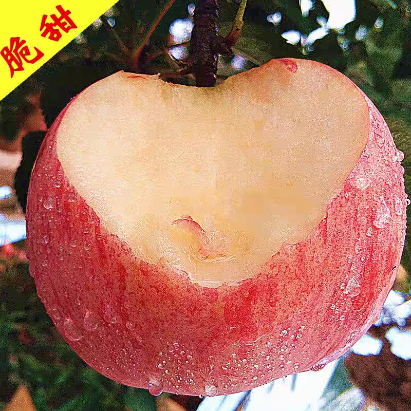 当季新鲜脆甜净重烟台红富士