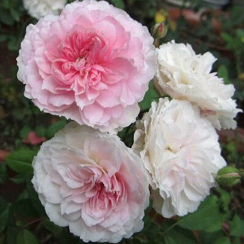 新品微型丰花月季 花间小路 花色柔美清新香味品种小苗