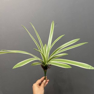仿真花软胶手感湿润兰花叶惠兰叶蝴蝶兰叶兰花草麦苗插花盆栽花材