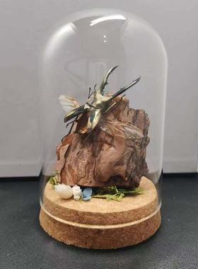 美他力弗细身赤锹甲森林力士甲虫长牙标本昆虫小众男士礼物玻璃罩