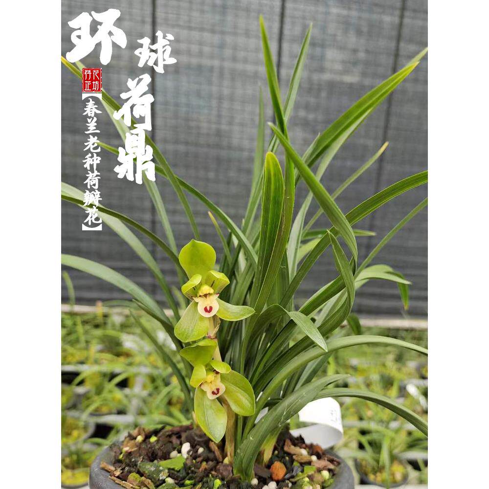 春兰环球荷鼎秋冬名带苞荷瓣贵老种盆浓香兰花花苗室内阳台喜ukn