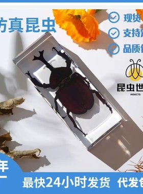 昆虫世界仿真独角仙标本摆件学校教学启蒙少儿科普网红盲盒