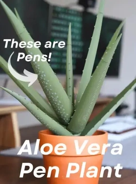 3D打印芦荟仿真盆栽笔芯barbados aloe