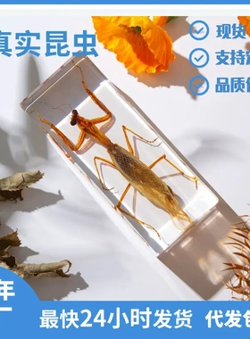 昆虫世界真实螳螂刀螂标本摆件学校教学启蒙少儿科普网红盲盒