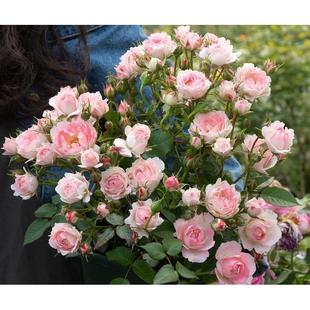 开玫瑰花卉盆栽 荷兰阳台微月 白桃妖精 灌木多花微型月季 花苗多季