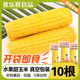 开袋即食甜玉米免煮爆汁真空包装 低脂爆浆水果玉米代餐苞米大棒