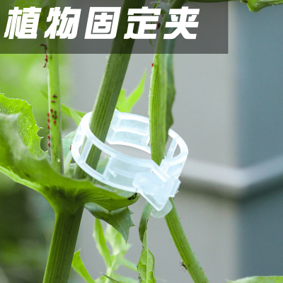 植物瓜果植物夹塑料绑蔓夹绑枝