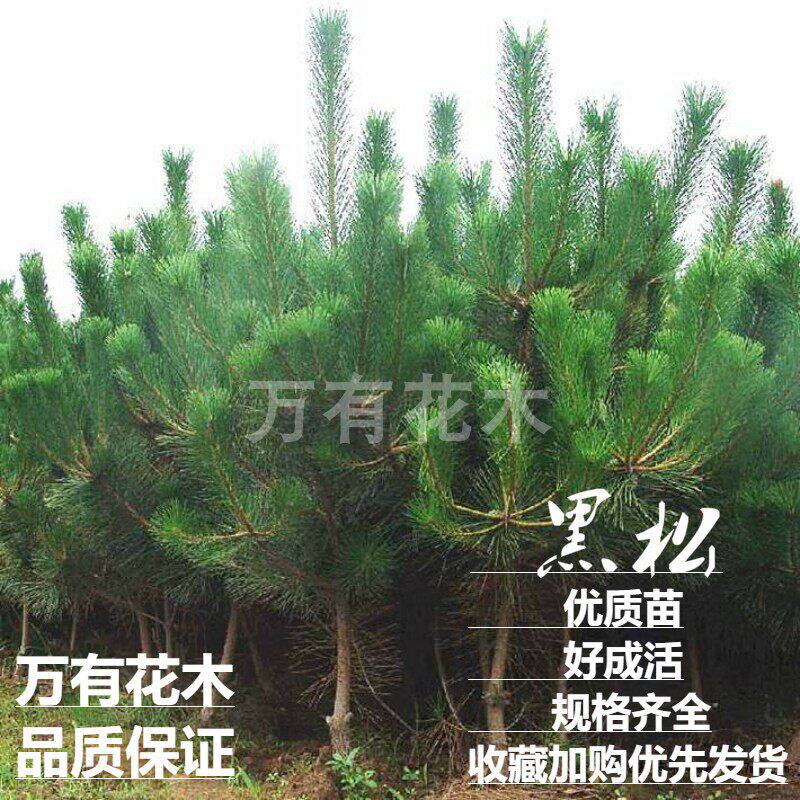 优质黑松种苗松树苗绿化苗木现挖现发造型盆景黑松树苗日本松树苗