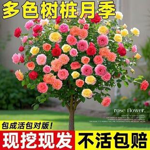 树桩月季花苗浓香型多色玫瑰树庭院盆栽四季开花植物耐寒嫁接特大