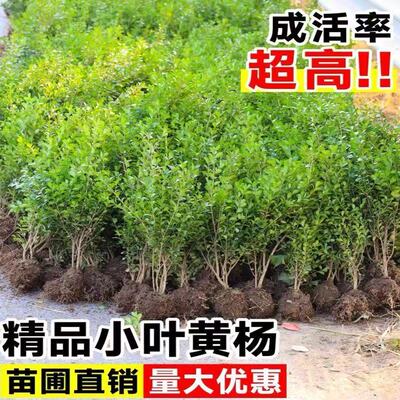 小叶黄杨苗瓜子黄杨球苗庭院篱笆绿化独杆黄杨树苗大叶黄杨冬青苗