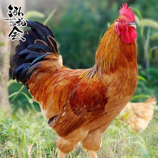 【顺丰包邮】泓花会生鲜谷物散养大公鸡单只4-4.5斤