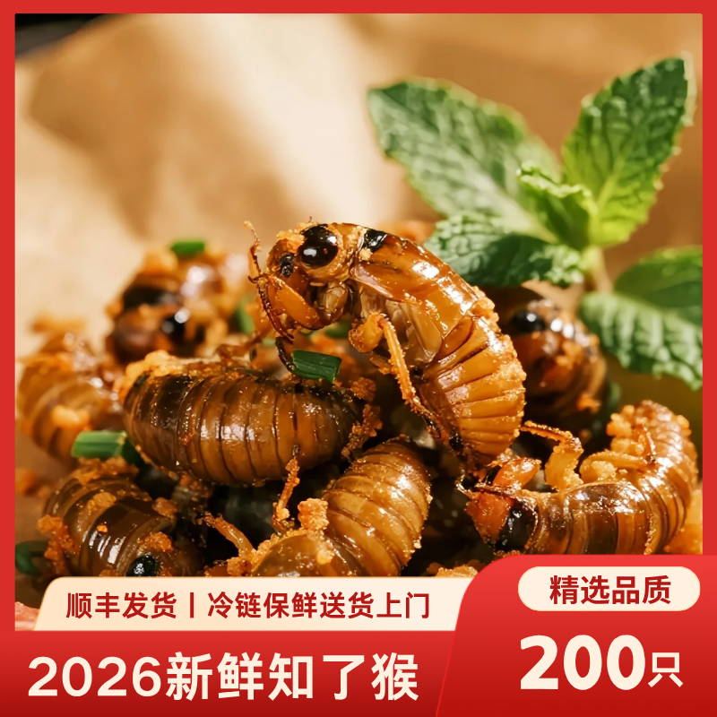 2026新鲜知了猴金蝉爬叉河南山东特产精选品质顺丰发货冷链保鲜