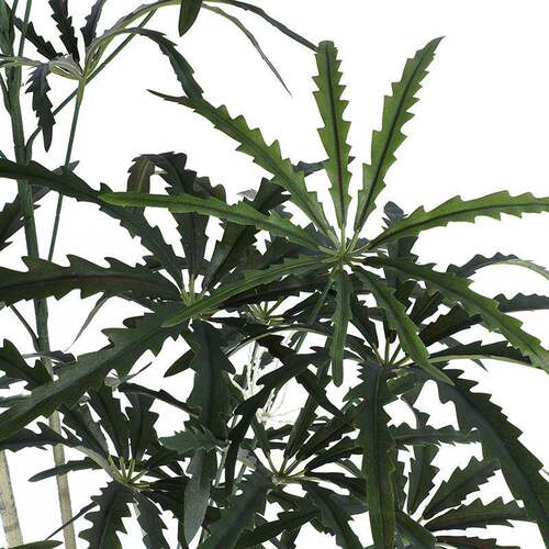 仿孔雀木聚财真植客物八角叶盆栽厅办公室物仿真绿植摆件植AMS-kq