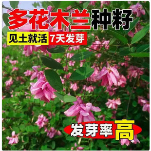 多花木兰种子种籽多花木蓝优良饲用灌木蜜源植物是优良的豆科牧草