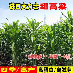 进口大力士甜高粱种子四季牧草种籽畜牧牛羊鸡鸭鹅鱼大力士草种籽