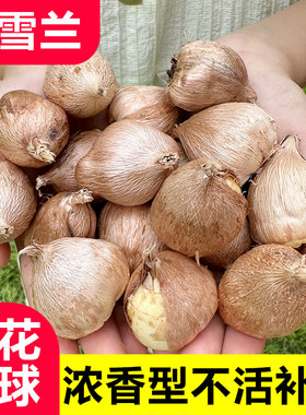 重瓣香雪兰种球小苍兰种子花卉盆栽四季春秋冬季浓香型带牙花种籽