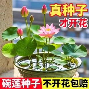 碗莲水培花卉室内花种子籽四季 播种开花无土水养盆栽睡莲荷花莲花