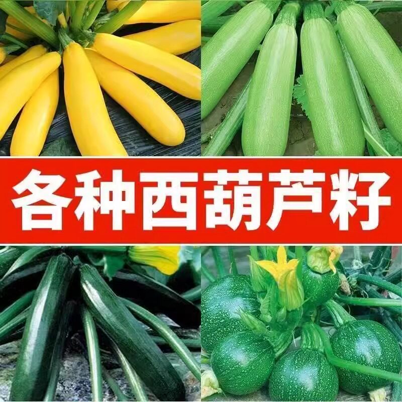 西葫芦种子早熟高产耐热抗病葫芦小瓜绿皮角瓜春季蔬菜种子孑大全