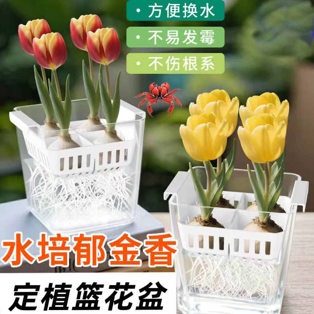水培郁金香百合风信子透明水培植物种球花卉专用器皿花盆定植篮