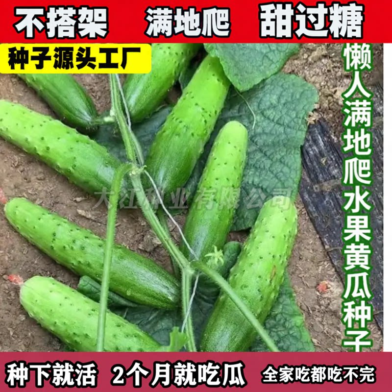 【满地爬水果黄瓜种子】爬满地可地爬可搭架盆栽菜园蔬菜种子WL2