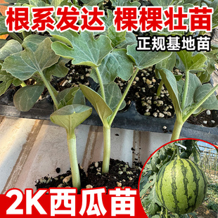 2K西瓜苗秧美都特大无籽嫁接阳台盆栽四季8424麒麟西瓜种子苗子