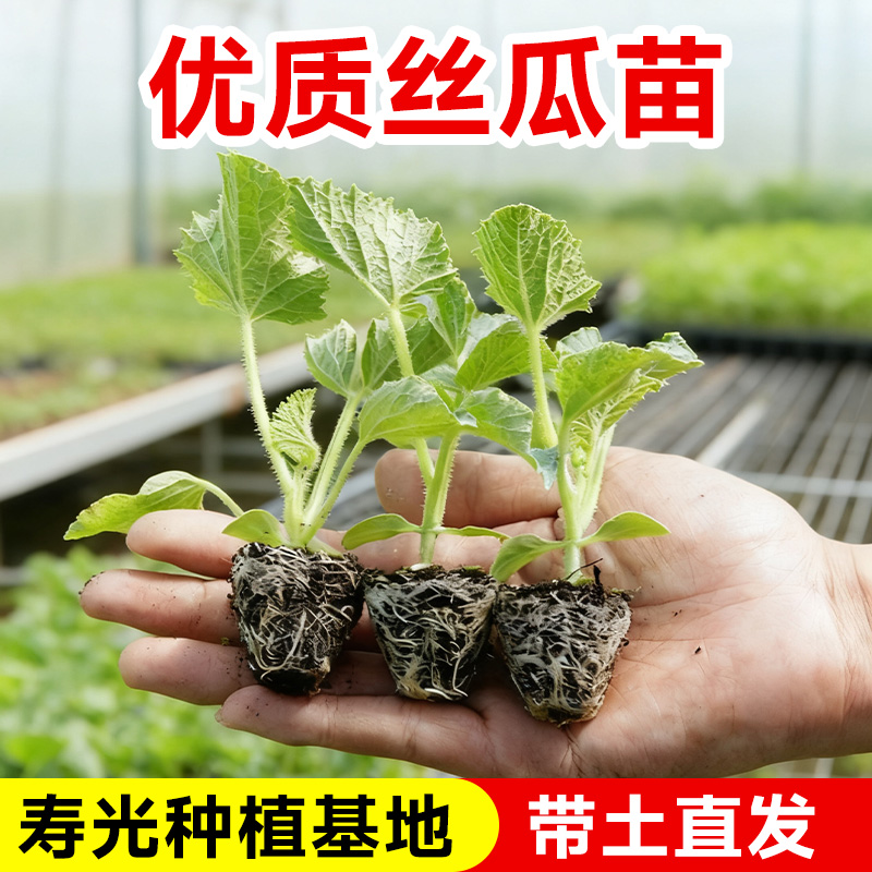 丝瓜苗盆栽蔬菜种苗阳台种植