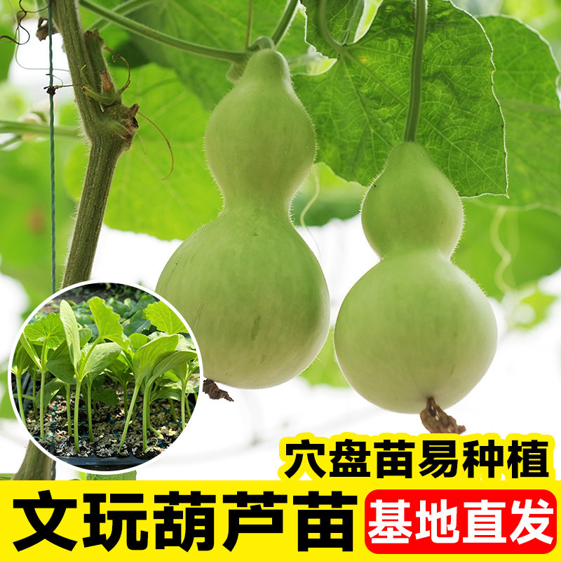 文玩葫芦苗秧苗种籽四季庭院爬藤观赏特大小盆栽酒仙手捻葫芦种子