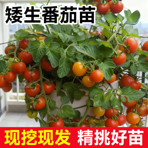 矮生番茄苗盆栽当年果现挖现发