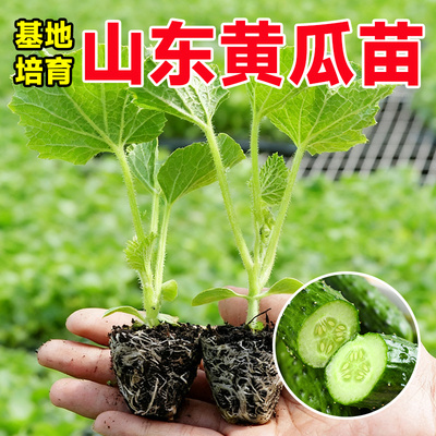 山东黄瓜苗基地培育当年结果阳台