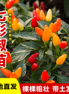 七彩椒苗秧苗四季高产山东寿光指天椒二荆条螺丝椒小米辣椒苗种子