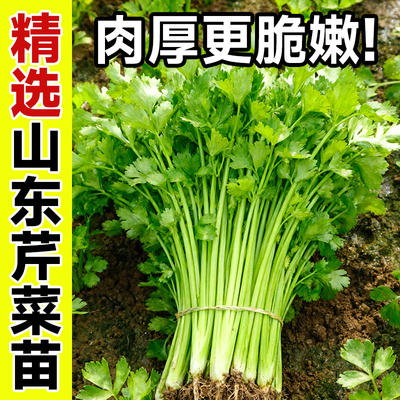四季小香芹苗秧苗四季小香芹苗