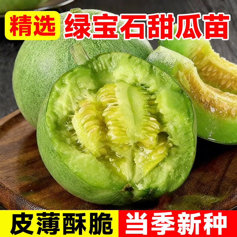 绿宝石甜瓜苗带土四季高产早熟盆栽甜宝香瓜冰糖子羊角蜜种籽种子