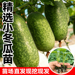小冬瓜种子秧苗四季早熟阳台盆栽本地老品种高产白青皮大冬瓜苗
