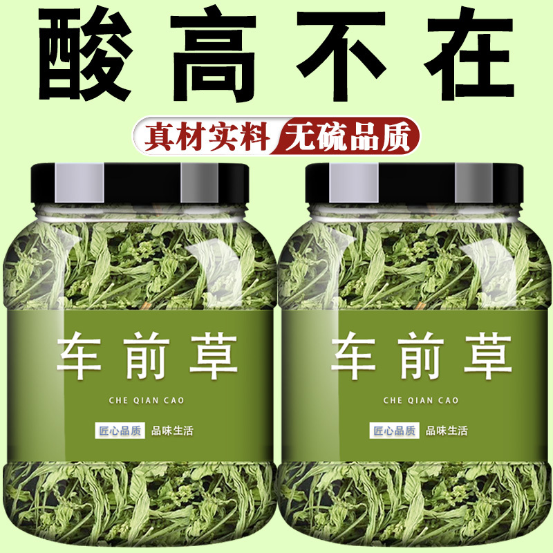 车前草的功效与作用降野生中药材尿新鲜酸土茯苓玉米须蒲公英泡茶