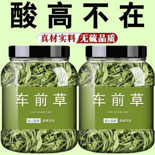 车前草 功效与作用降野生中药材尿新鲜酸土茯苓玉米须蒲公英泡茶